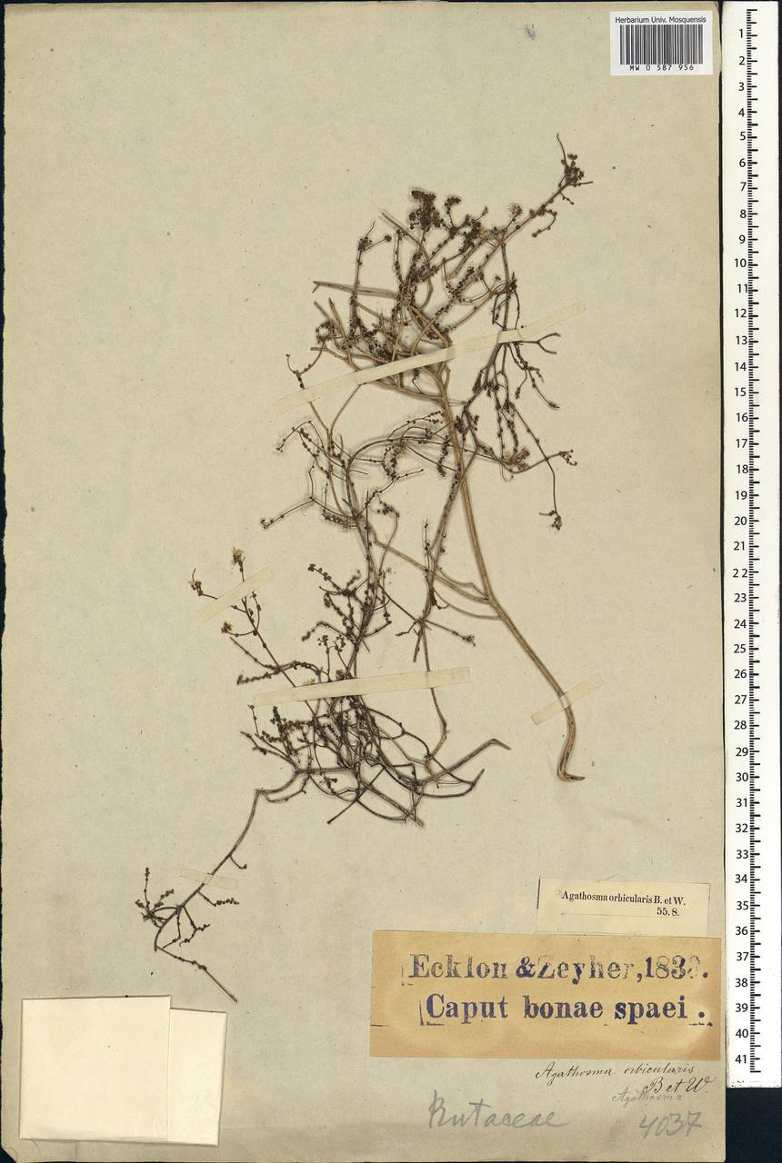 Agathosma orbicularis (Thunb.) Bartl. & H. L. Wendl., Африка (AFR) (ЮАР)