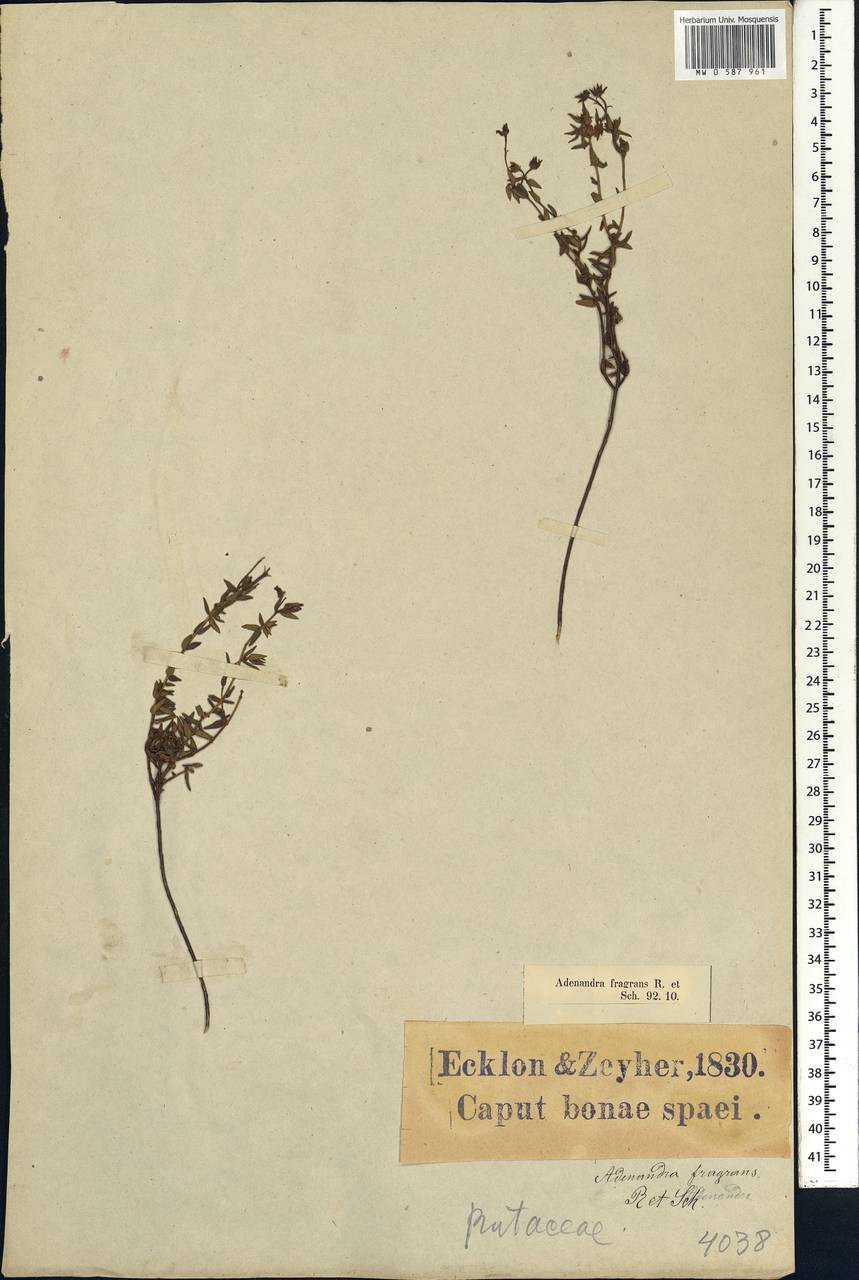 Adenandra fragrans (Sims) Roem. & Schultes, Африка (AFR) (ЮАР)