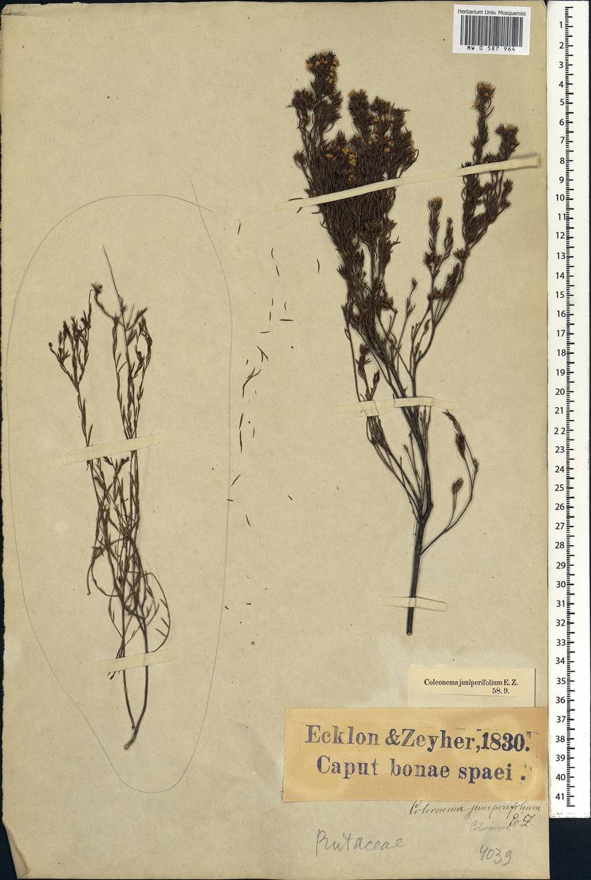 Coleonema juniperinum (Spreng.) Sond., Африка (AFR) (ЮАР)