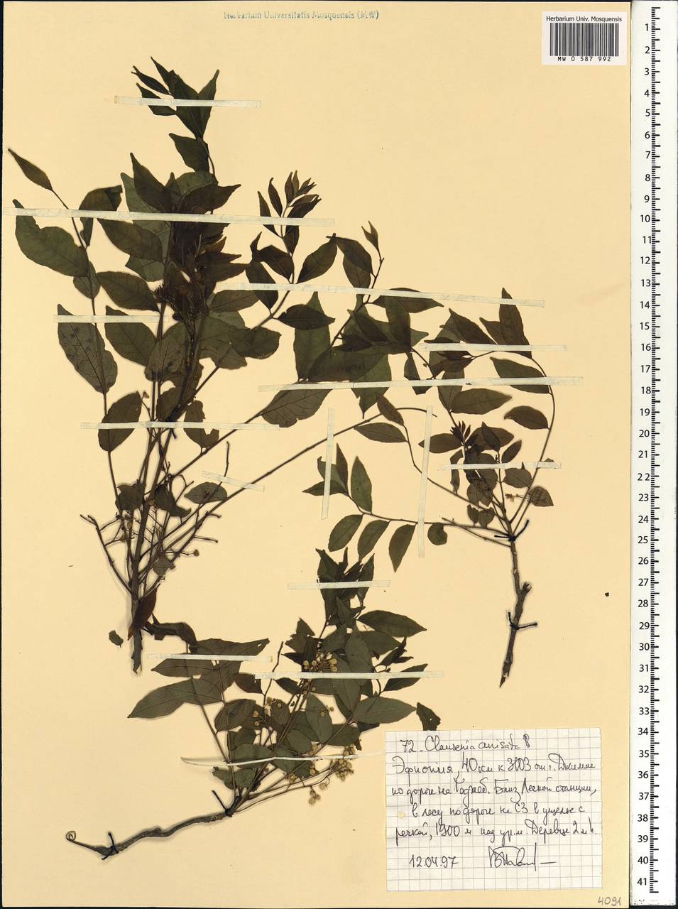 Clausena anisata (Willd.) Hook. fil., Африка (AFR) (Эфиопия)