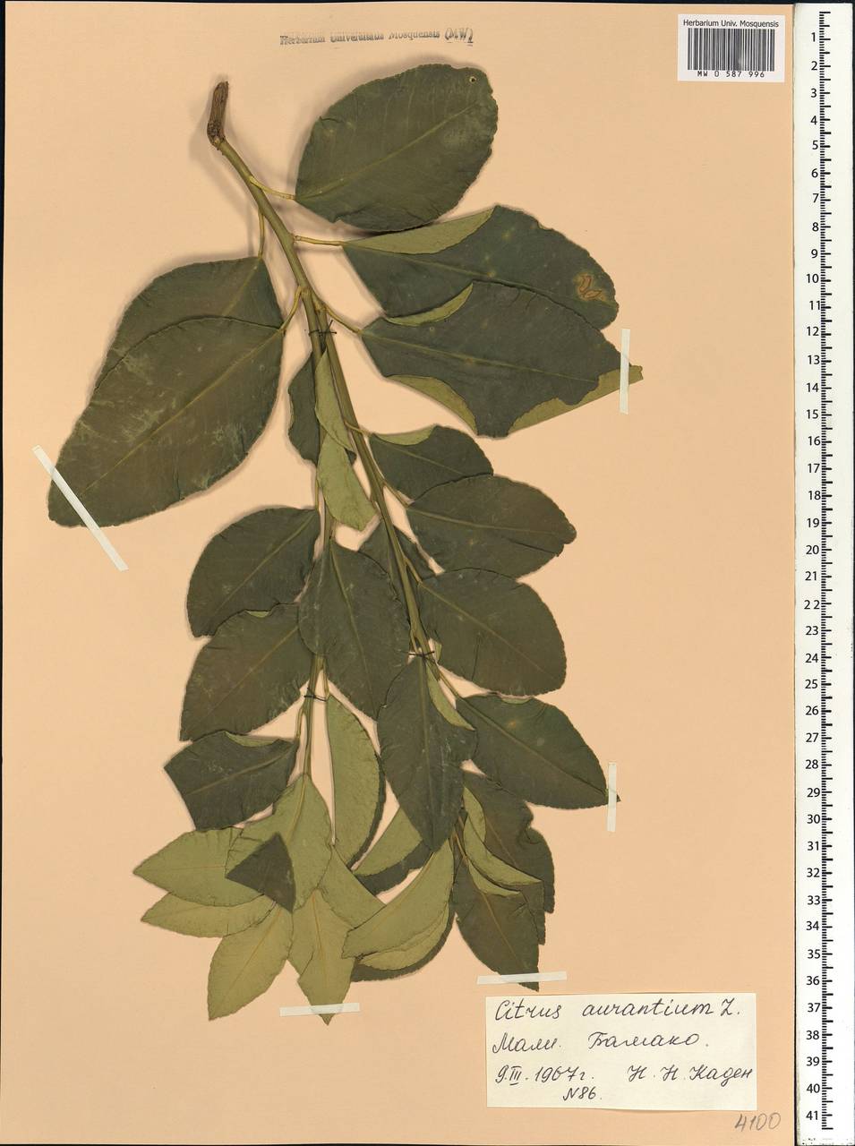 Citrus ×aurantium L., Африка (AFR) (Мали)