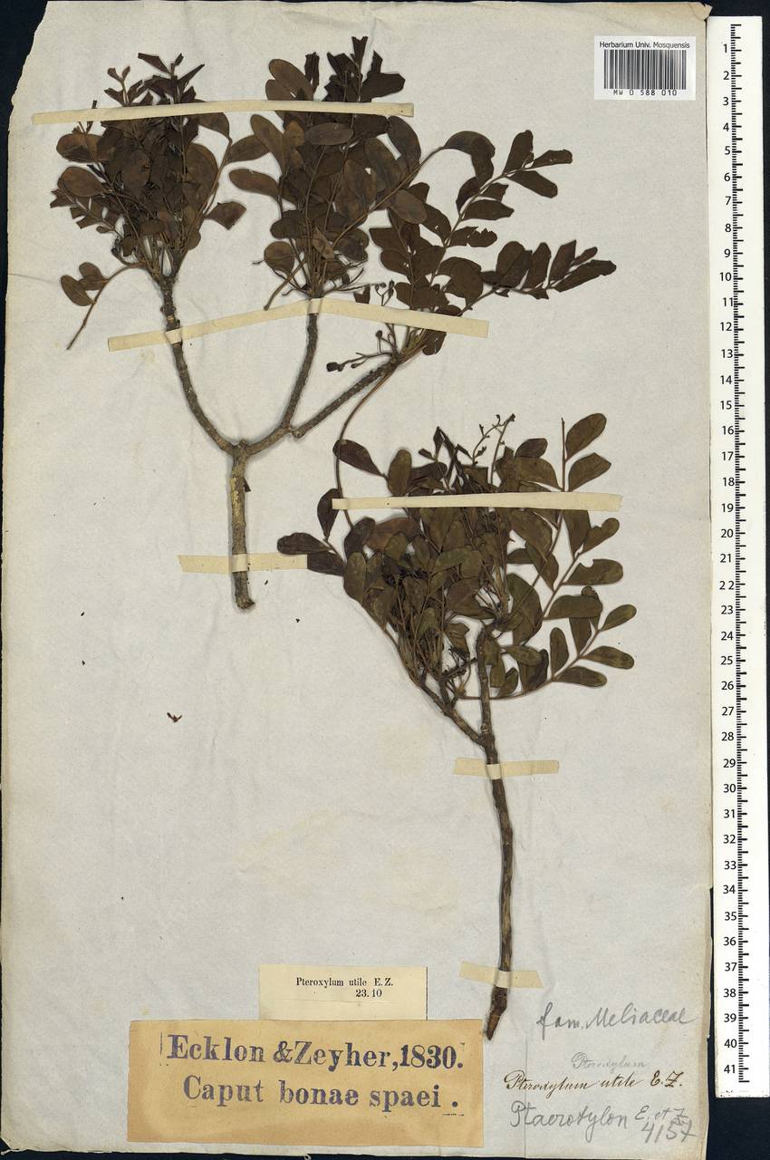 Ptaeroxylon obliquum (Thunb.) Radlk., Африка (AFR) (ЮАР)