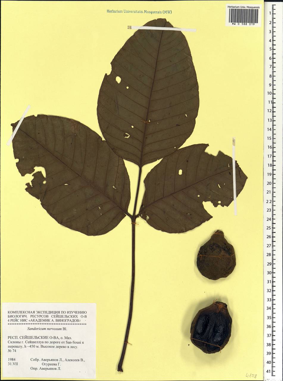 Sandoricum koetjape Merr., Африка (AFR) (Сейшельские острова)