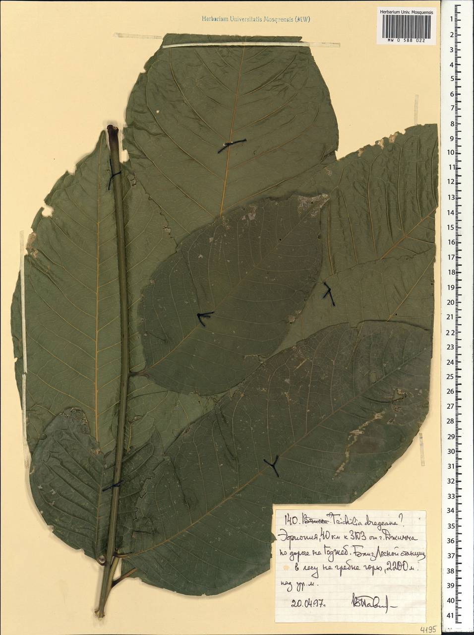 Trichilia dregeana Harv. & Sond., Африка (AFR) (Эфиопия)