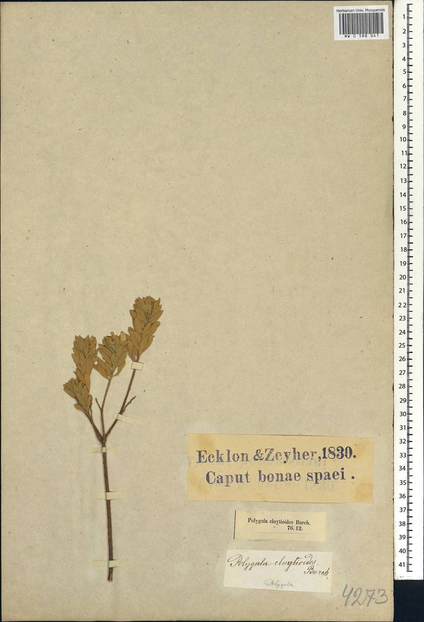 Polygala myrtifolia L., Африка (AFR) (ЮАР)