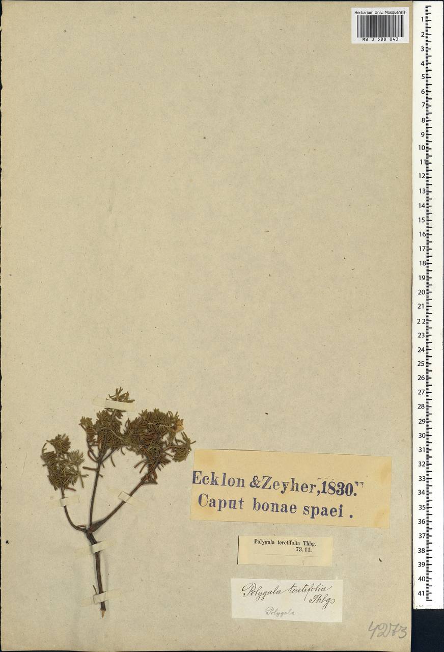 Polygala empetrifolia Houtt., Африка (AFR) (ЮАР)