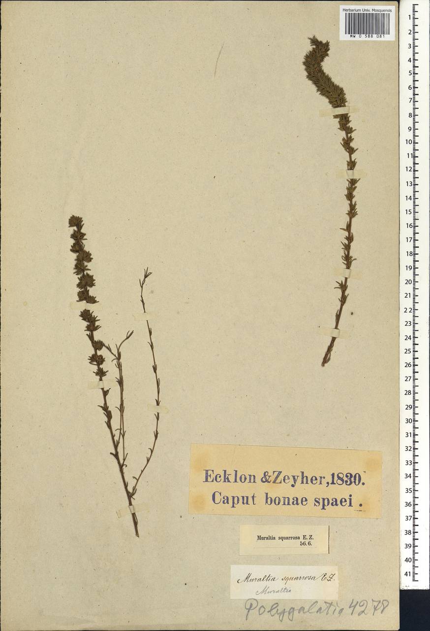 Muraltia squarrosa (L. fil.) DC., Африка (AFR) (ЮАР)