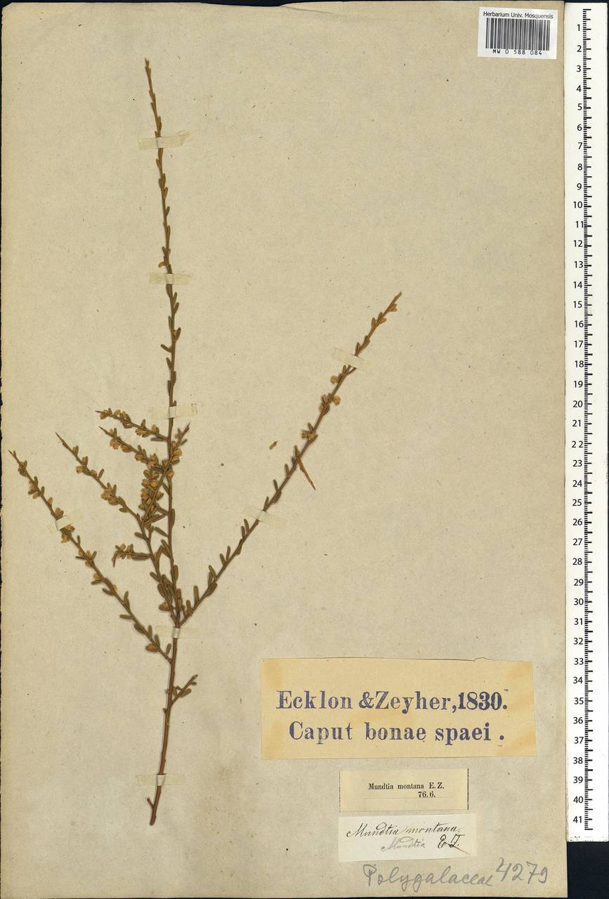 Muraltia spinosa (L.) F.Forest & J.C.Manning, Африка (AFR) (ЮАР)