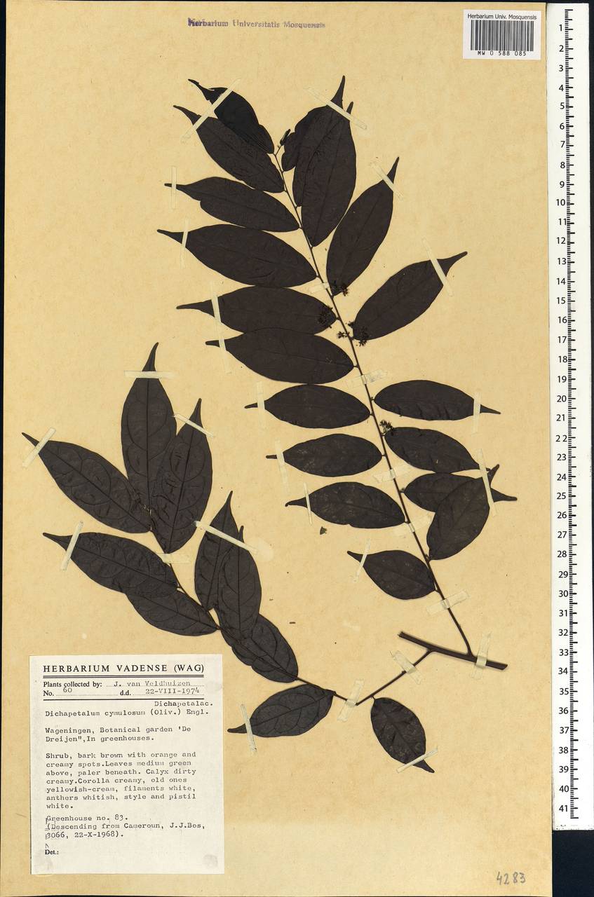 Dichapetalum cymulosum (Oliv.) Engl., Африка (AFR) (Камерун)