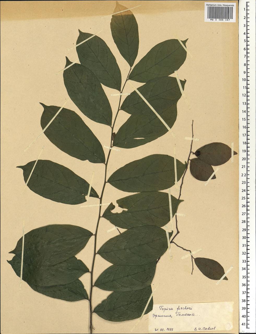 Tapura fischeri Engl., Африка (AFR) (Эфиопия)