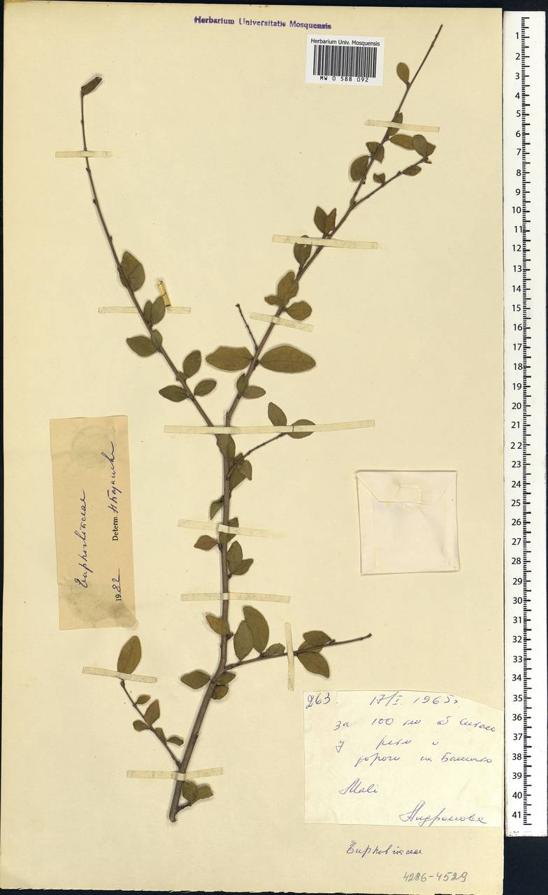 Euphorbiaceae, Африка (AFR) (Мали)