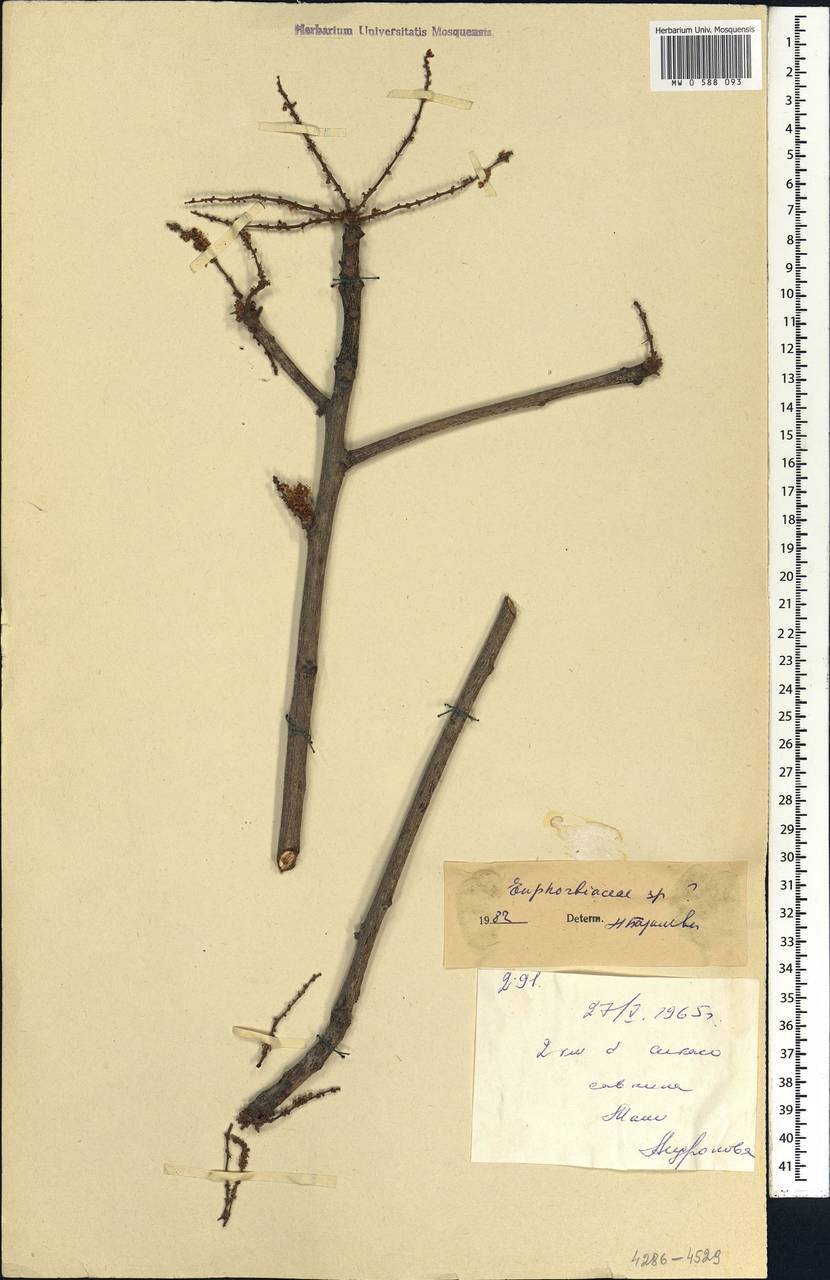 Euphorbiaceae, Африка (AFR) (Мали)