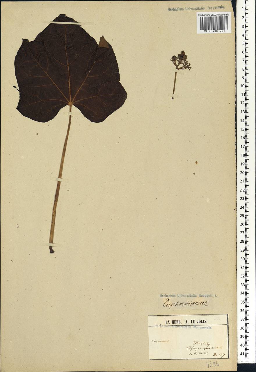 Euphorbiaceae, Африка (AFR) (Гвинея)