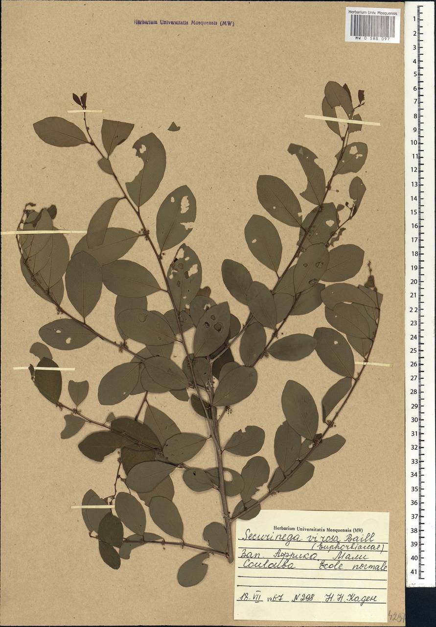 Flueggea virosa (Roxb. ex Willd.) Royle, Африка (AFR) (Мали)