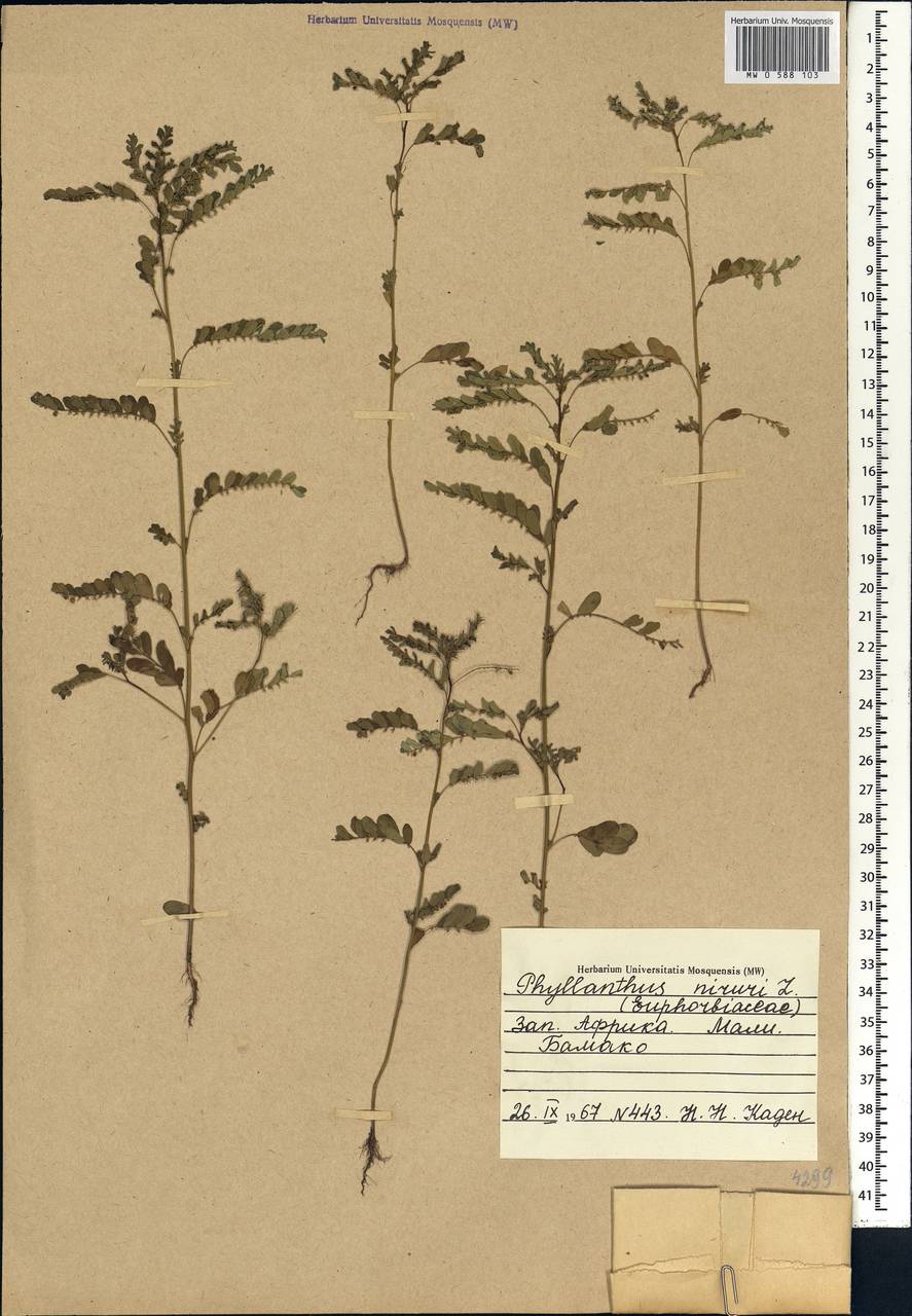 Phyllanthus amarus Schumach. & Thonn., Африка (AFR) (Мали)