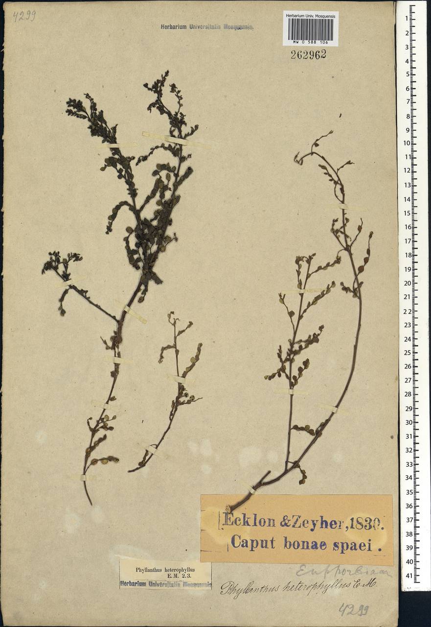 Phyllanthus heterophyllus E.Mey. ex Müll.Arg., Африка (AFR) (ЮАР)