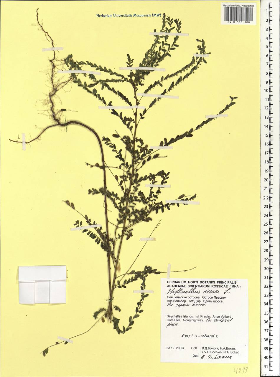 Phyllanthus niruri L., Африка (AFR) (Сейшельские острова)
