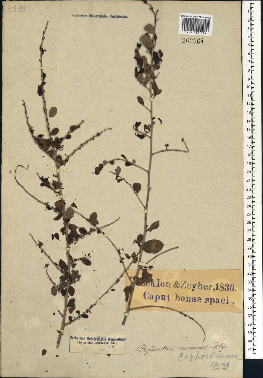 Flueggea verrucosa (Thunb.) G.L.Webster, Африка (AFR) (ЮАР)
