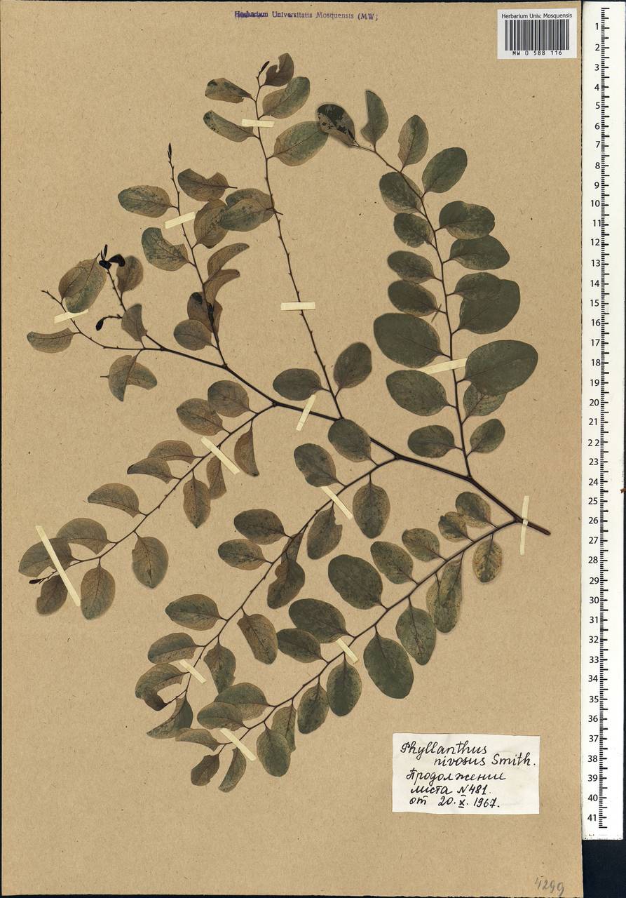 Breynia disticha J.R.Forst. & G.Forst., Африка (AFR) (Мали)