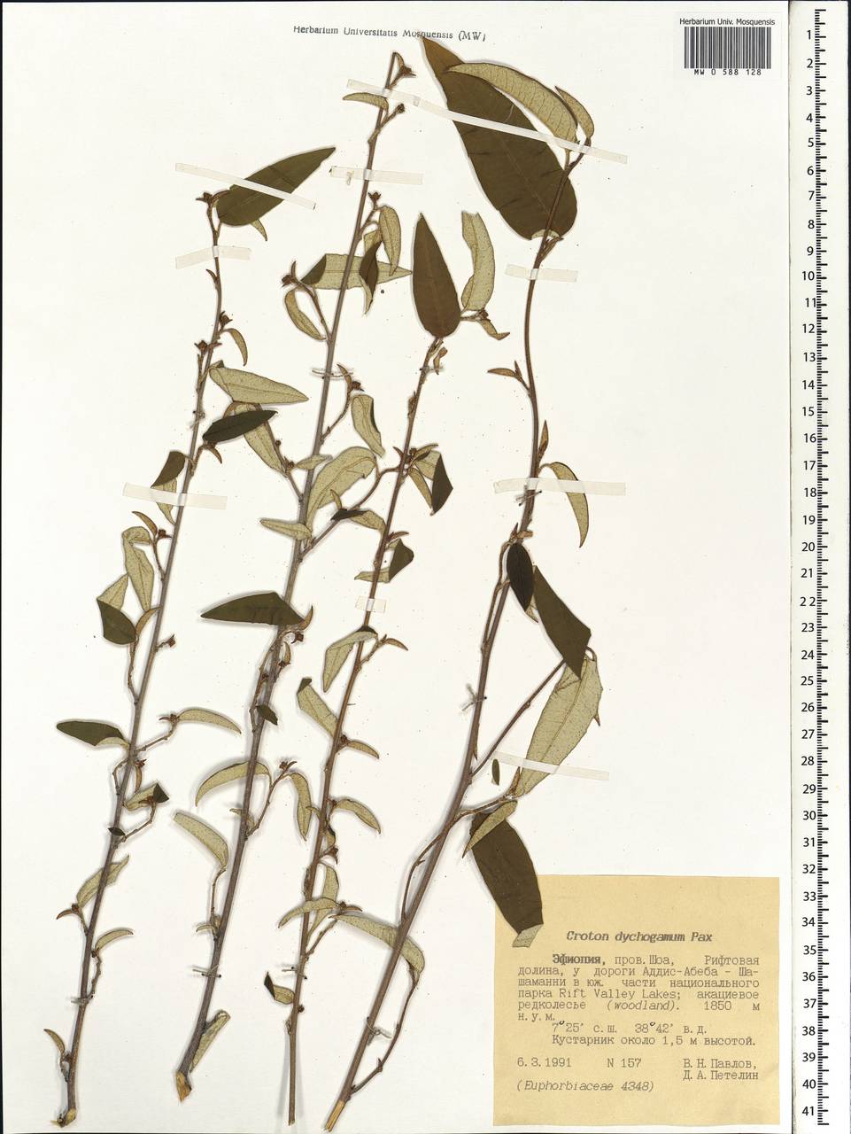 Croton dichogamus Pax, Африка (AFR) (Эфиопия)