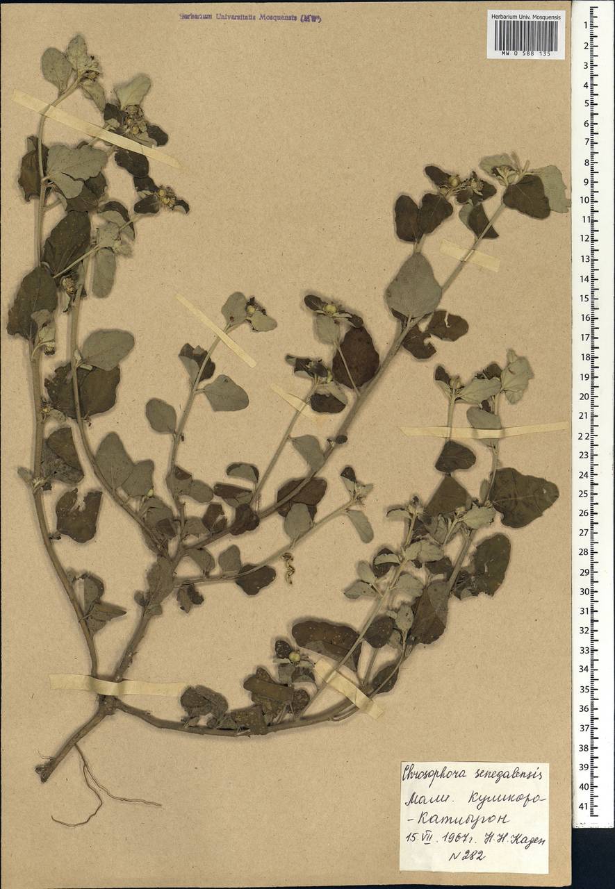 Chrozophora senegalensis (Lam.) A.Juss. ex Spreng., Африка (AFR) (Мали)