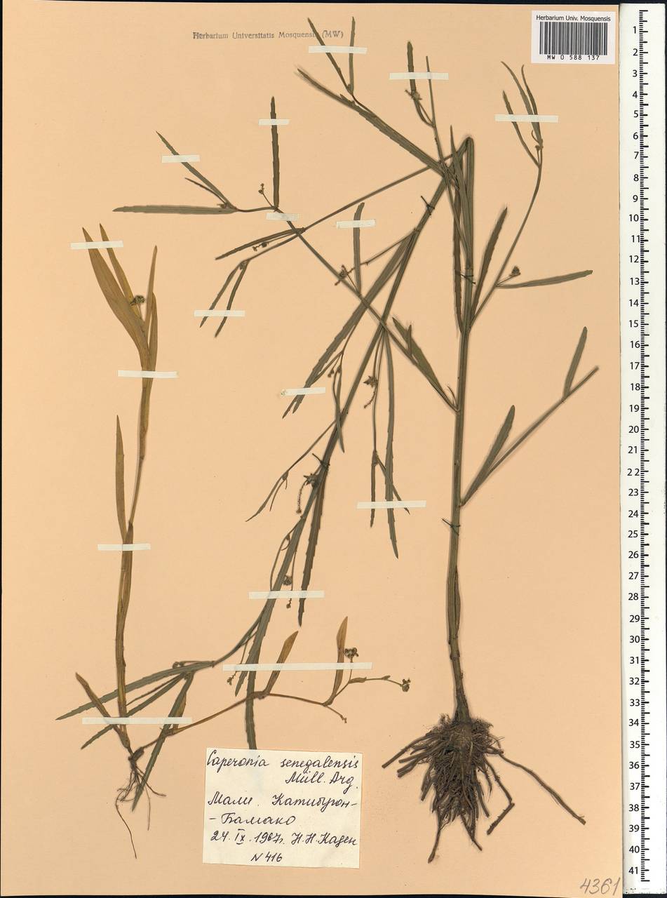 Caperonia serrata (Turcz.) C.Presl, Африка (AFR) (Мали)