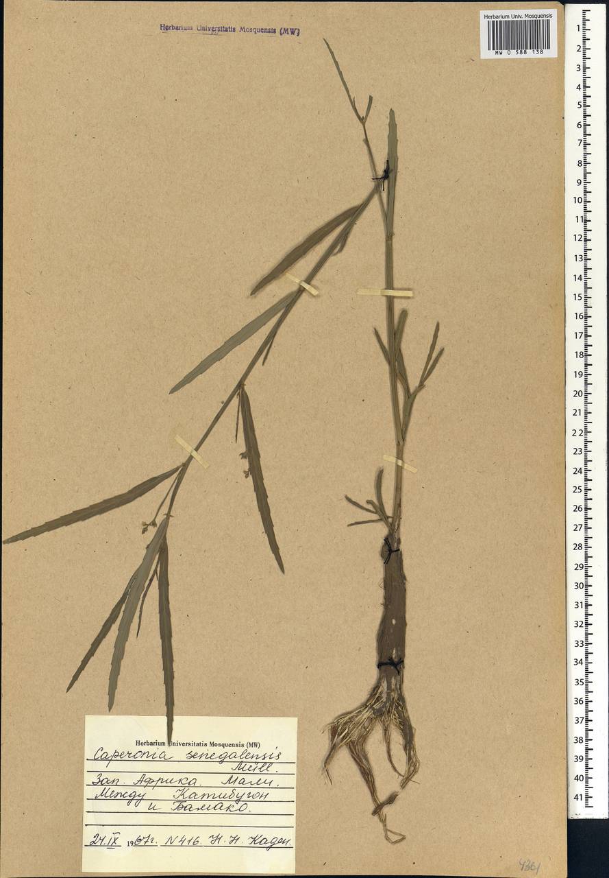 Caperonia serrata (Turcz.) C.Presl, Африка (AFR) (Мали)
