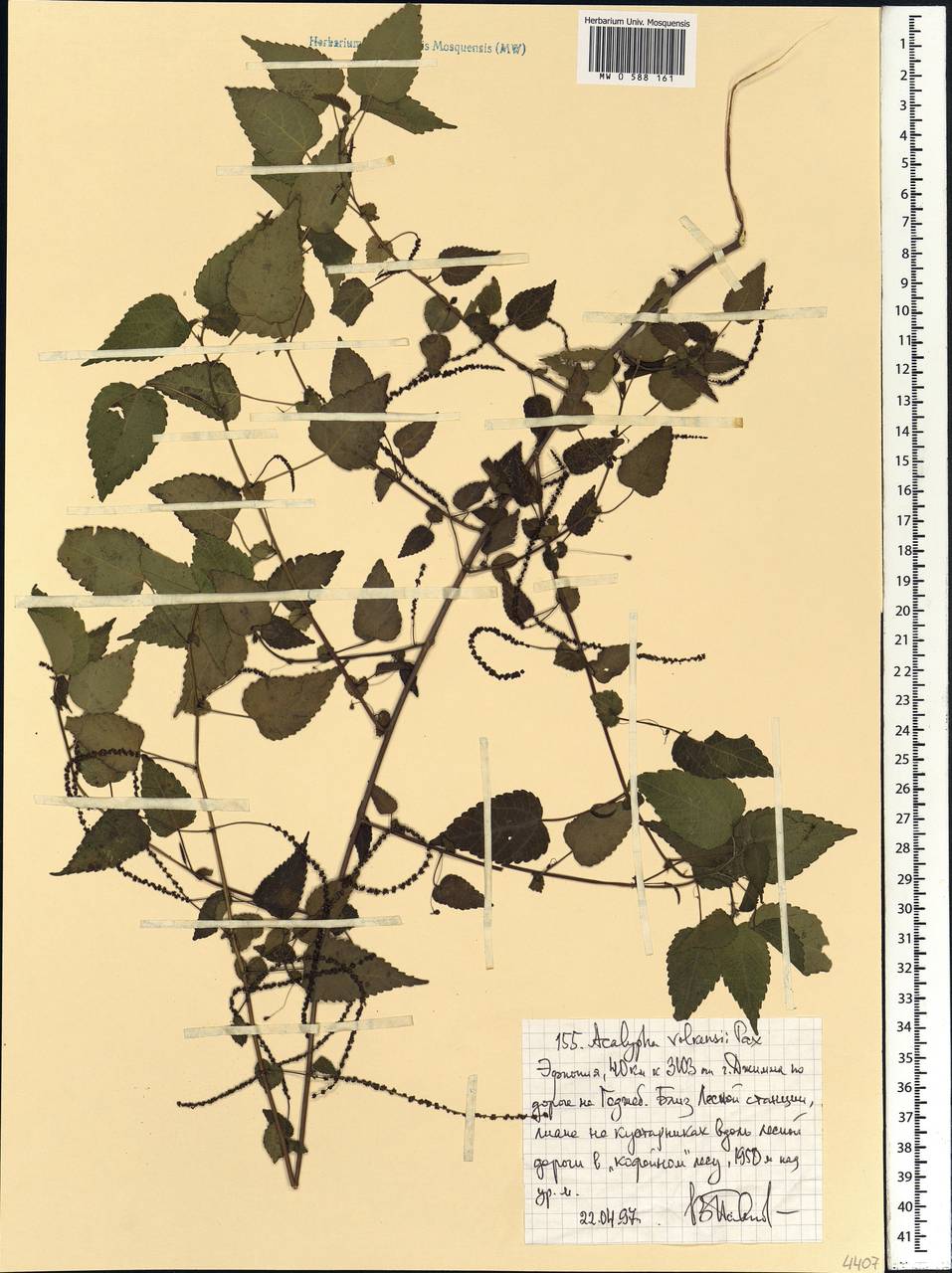 Acalypha volkensii Pax, Африка (AFR) (Эфиопия)
