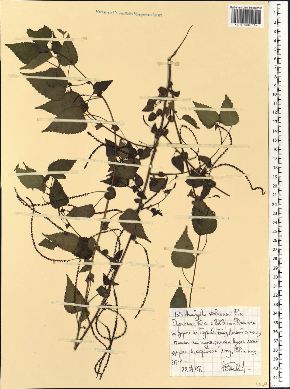 Acalypha volkensii Pax, Африка (AFR) (Эфиопия)