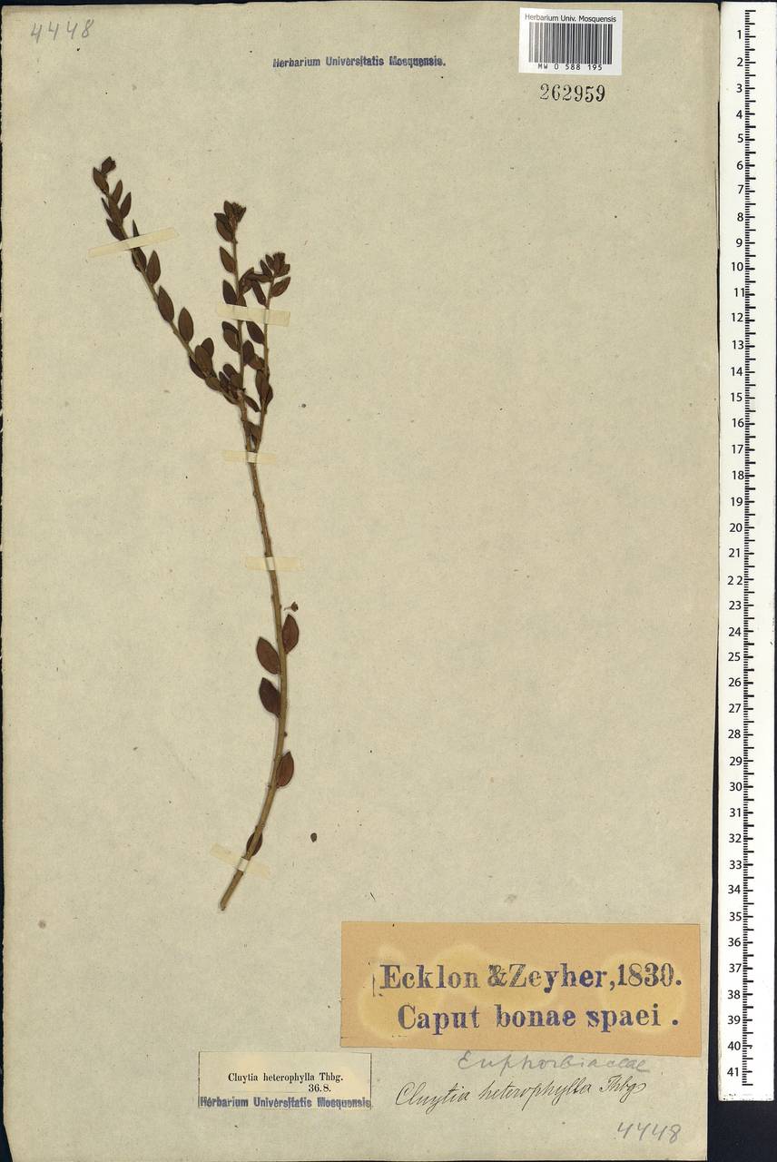 Clutia heterophylla Thunb., Африка (AFR) (ЮАР)