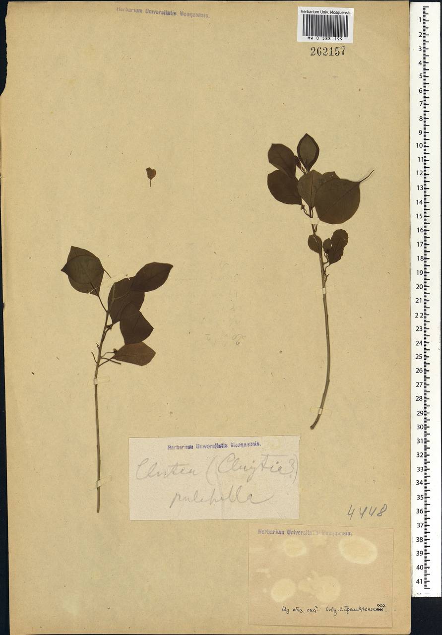 Clutia pulchella L., Африка (AFR) (Неизвестно)