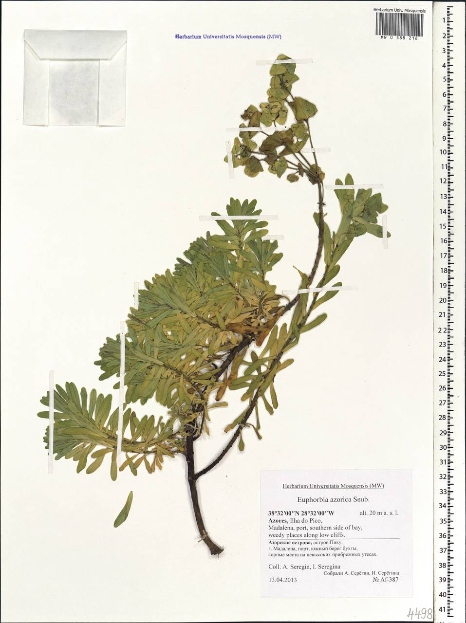 Euphorbia azorica Hochst., Африка (AFR) (Португалия)
