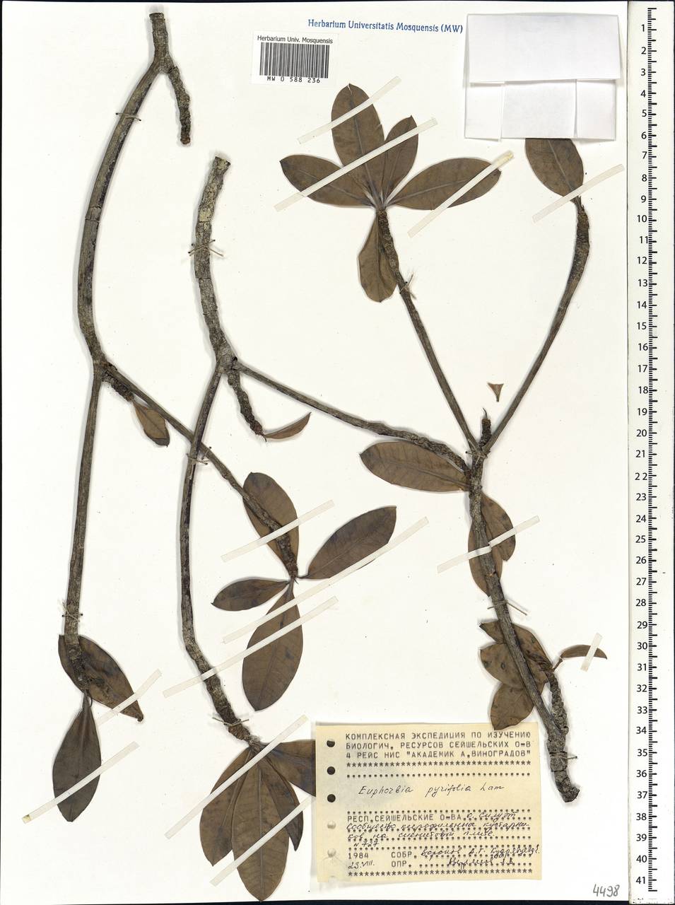 Euphorbia pyrifolia Lam., Африка (AFR) (Сейшельские острова)