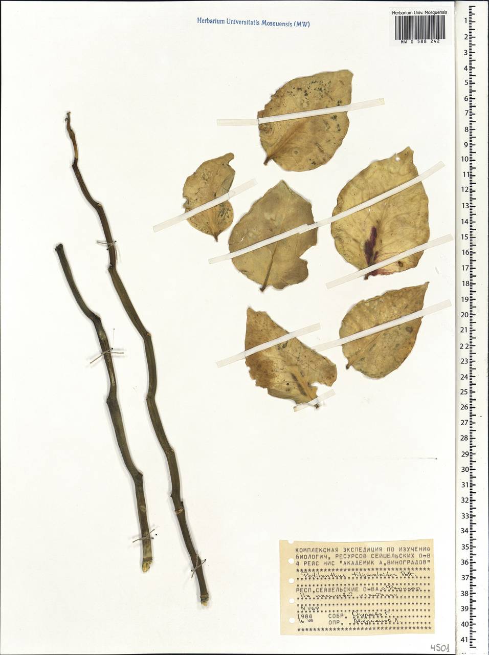 Euphorbia tithymaloides L., Африка (AFR) (Сейшельские острова)