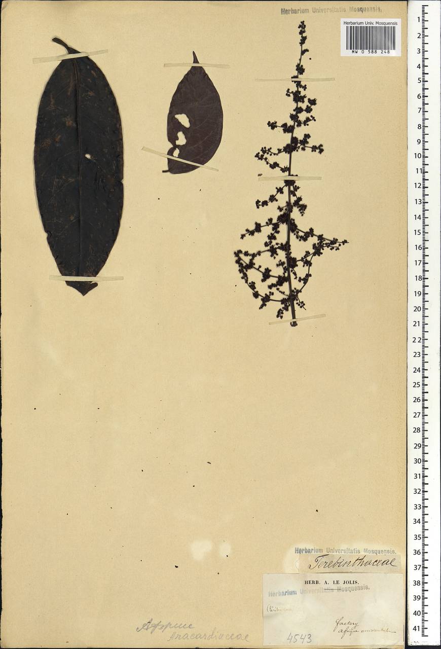 Anacardiaceae, Африка (AFR) (Гвинея)