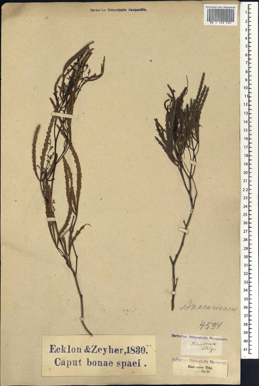 Searsia erosa (Thunb.) Moffett, Африка (AFR) (ЮАР)