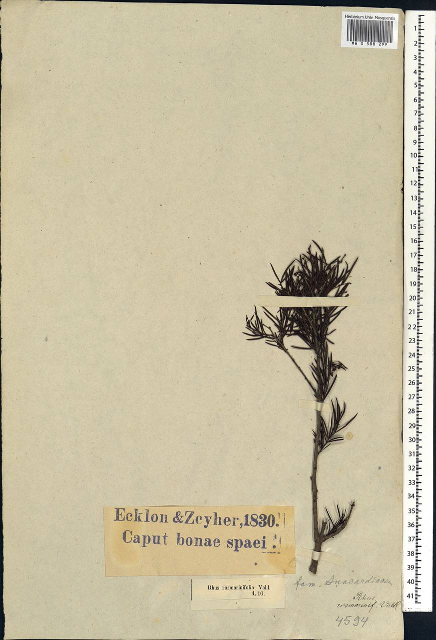 Searsia rosmarinifolia (Vahl) F. A. Barkley, Африка (AFR) (ЮАР)