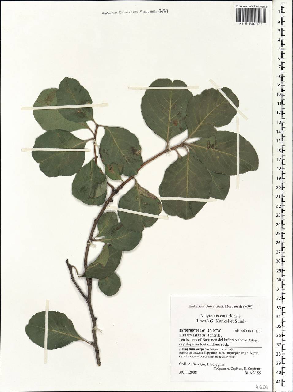 Gymnosporia cassinoides (L'Hér.) Masf., Африка (AFR) (Испания)