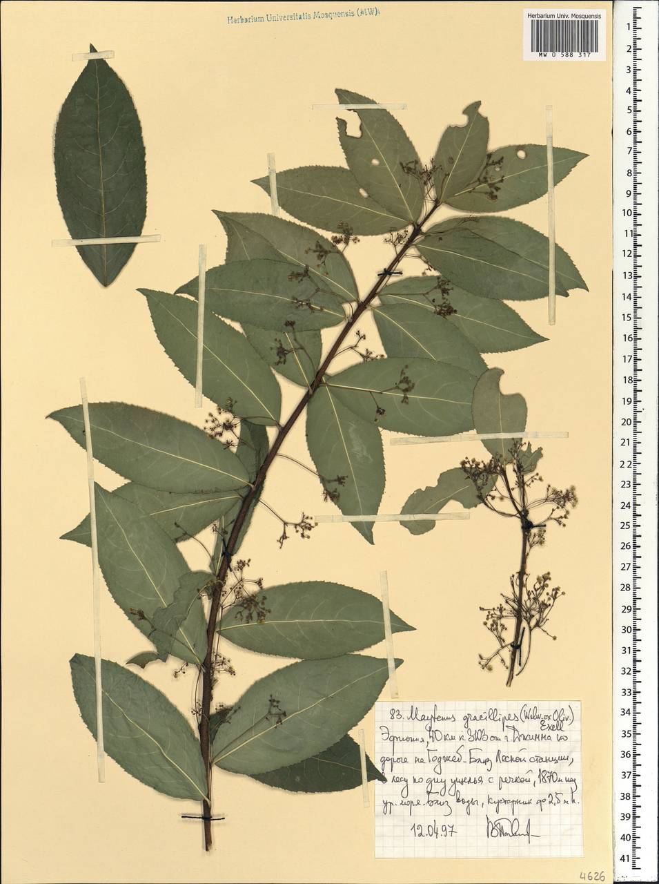 Gymnosporia gracilipes, Африка (AFR) (Эфиопия)