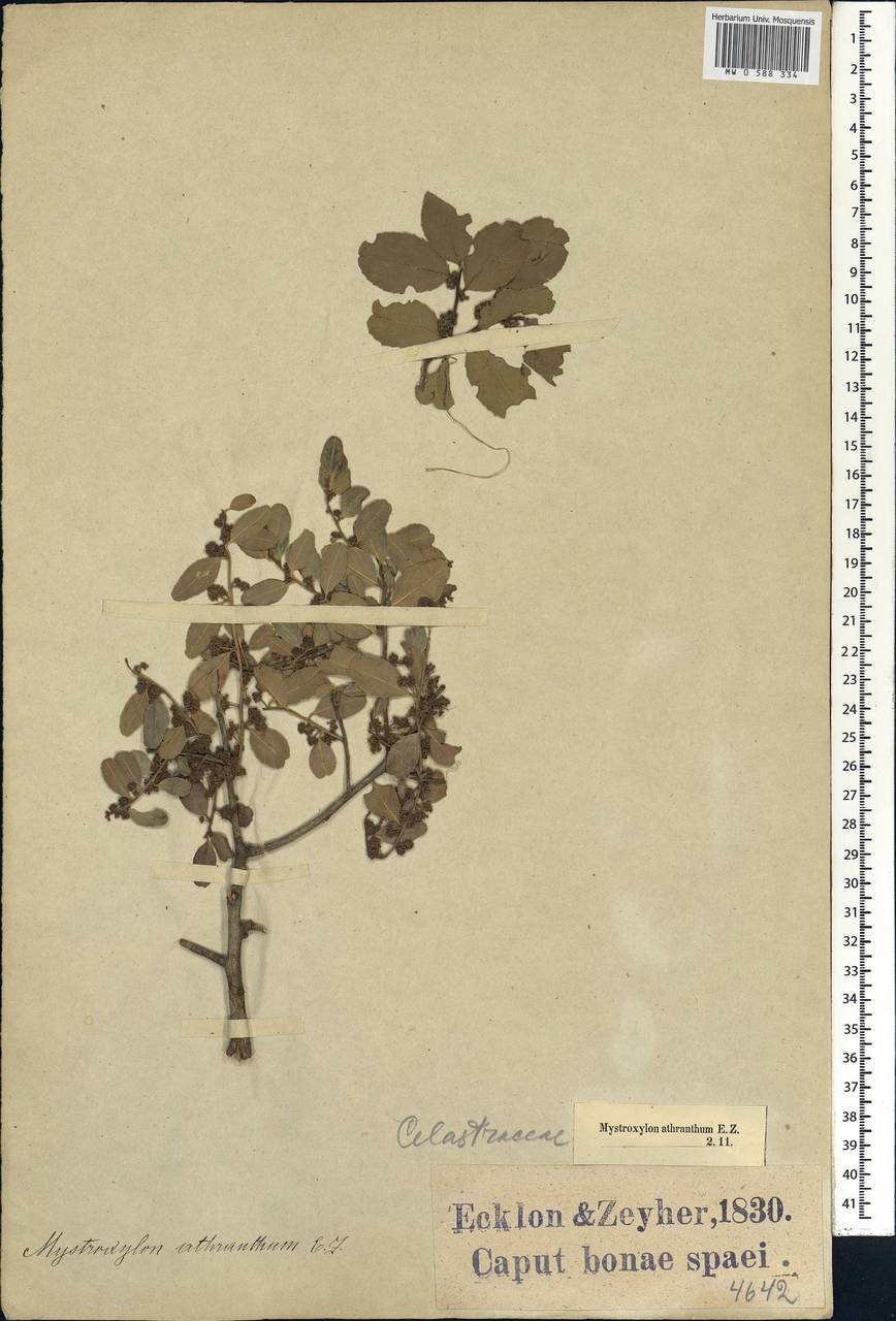 Mystroxylon aethiopicum subsp. aethiopicum, Африка (AFR) (ЮАР)