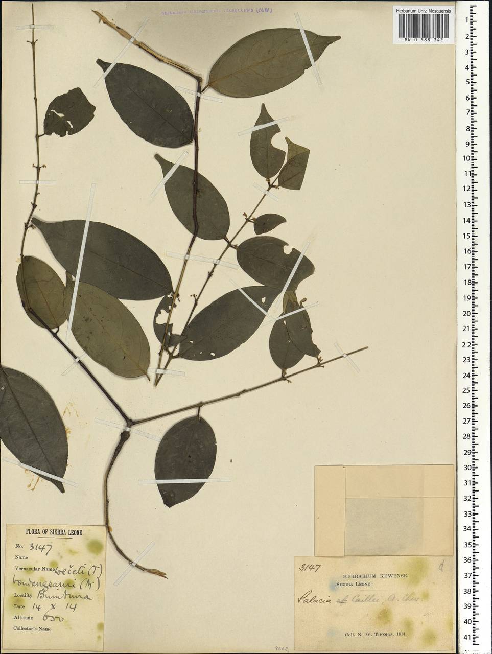Salacia caillei A. Chev. ex Hutch. & M. B. Moss, Африка (AFR) (Сьерра-Леоне)
