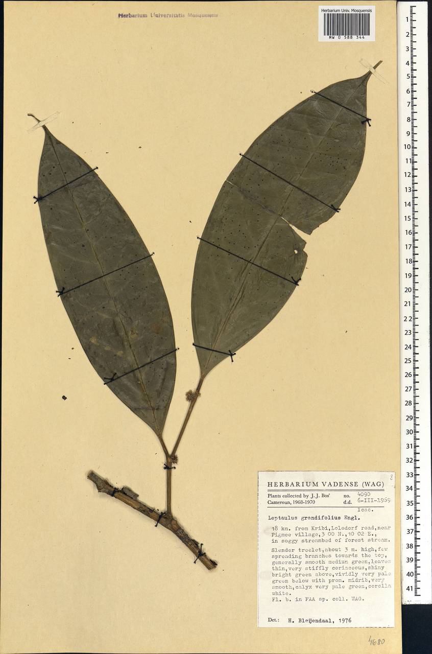 Leptaulus grandifolius Engl., Африка (AFR) (Камерун)