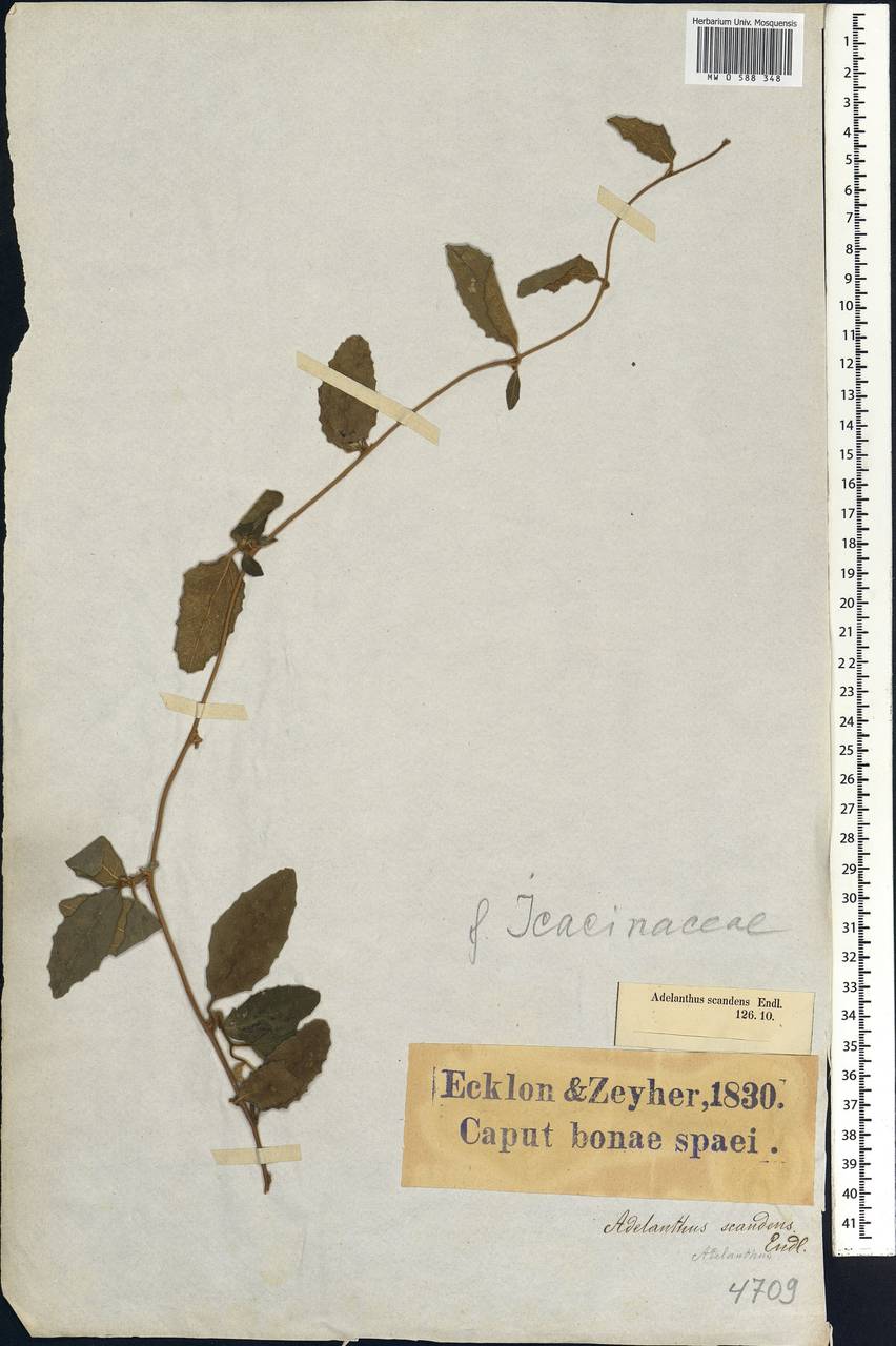 Pyrenacantha scandens (Thunb.) Planch. ex Harv., Африка (AFR) (ЮАР)