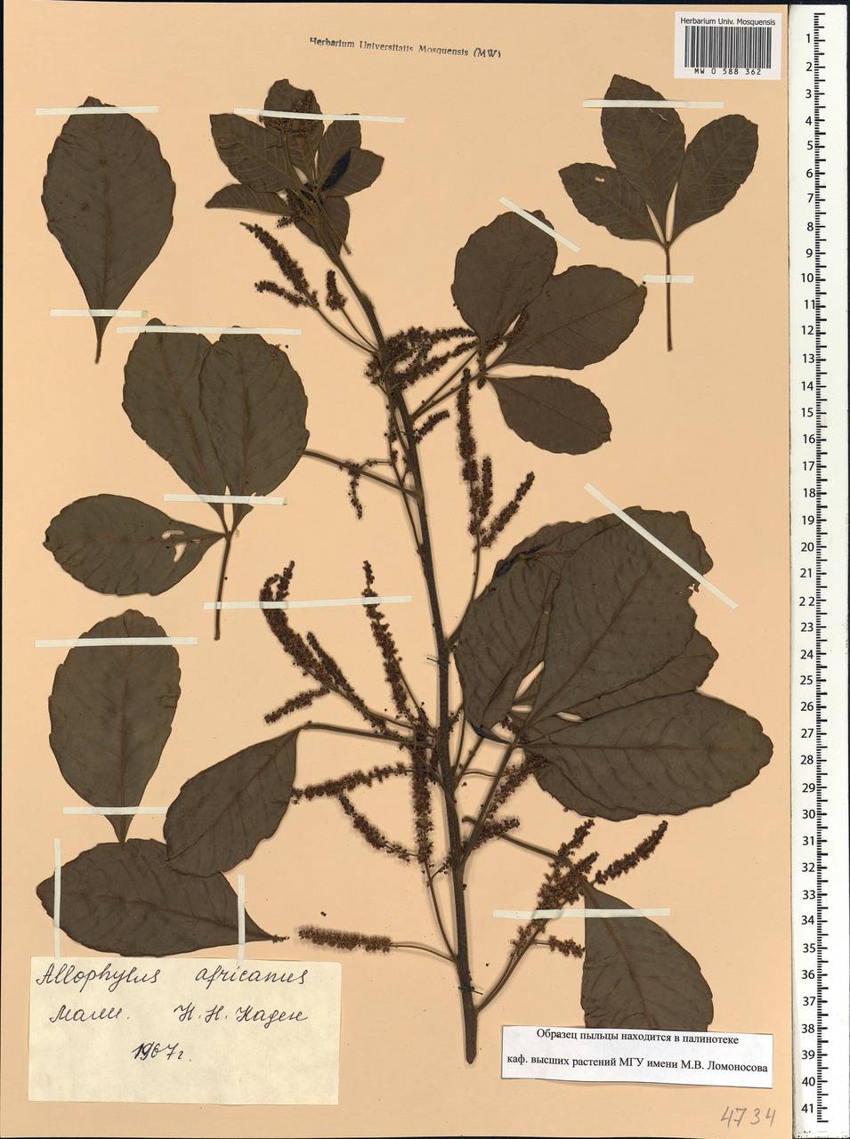 Allophylus africanus Beauv., Африка (AFR) (Мали)