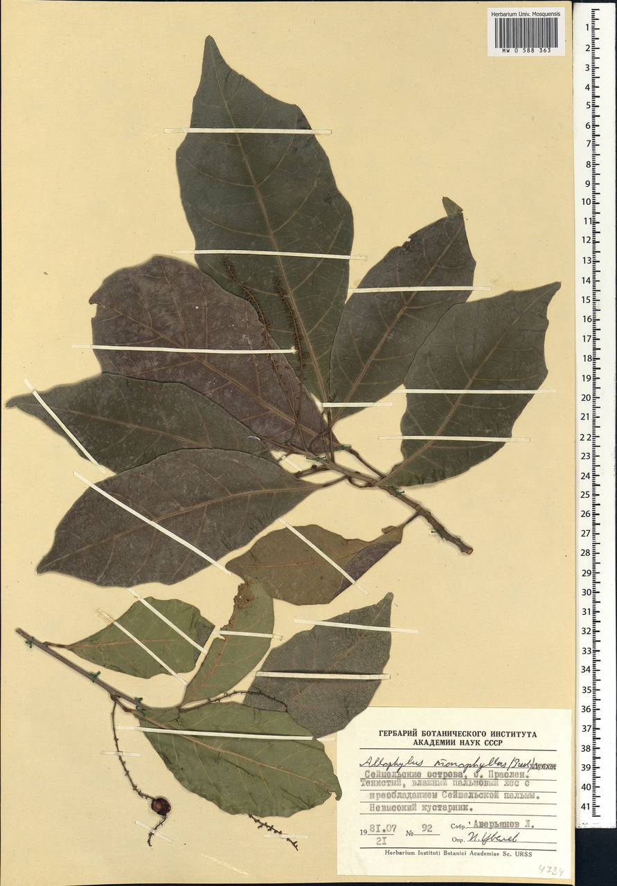 Allophylus dregeanus (Sond.) de Winter, Африка (AFR) (Сейшельские острова)