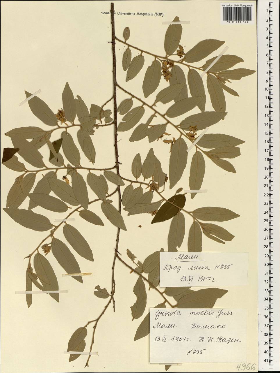 Grewia mollis Juss., Африка (AFR) (Мали)