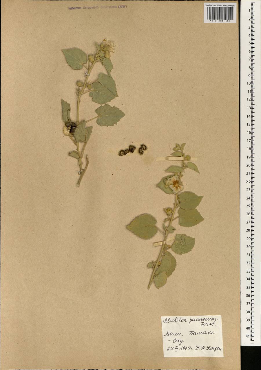 Abutilon pannosum (G. Forst.) Schltdl., Африка (AFR) (Мали)