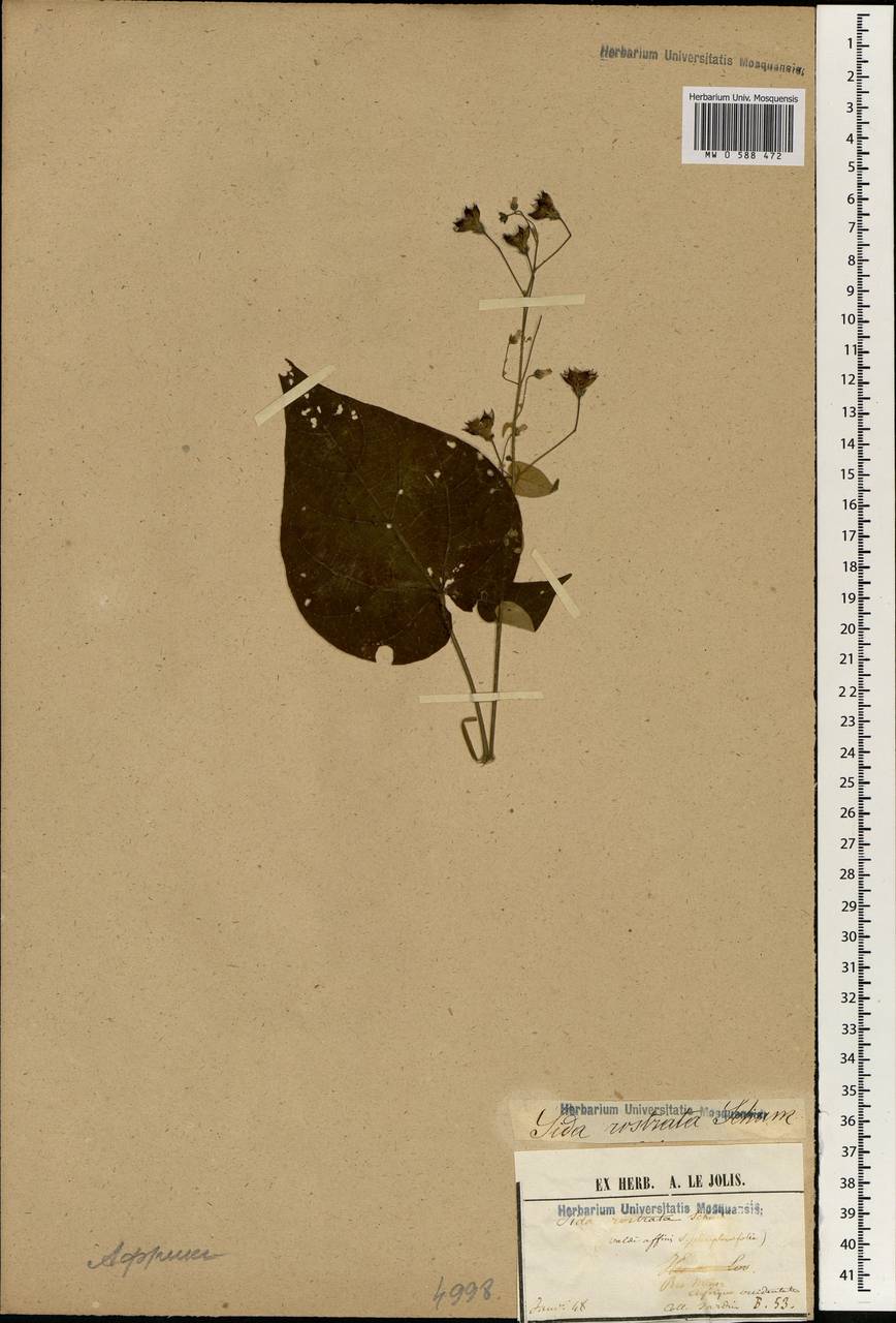 Wissadula periplocifolia (L.) C. Presl ex Thwaites, Африка (AFR) (Гвинея)
