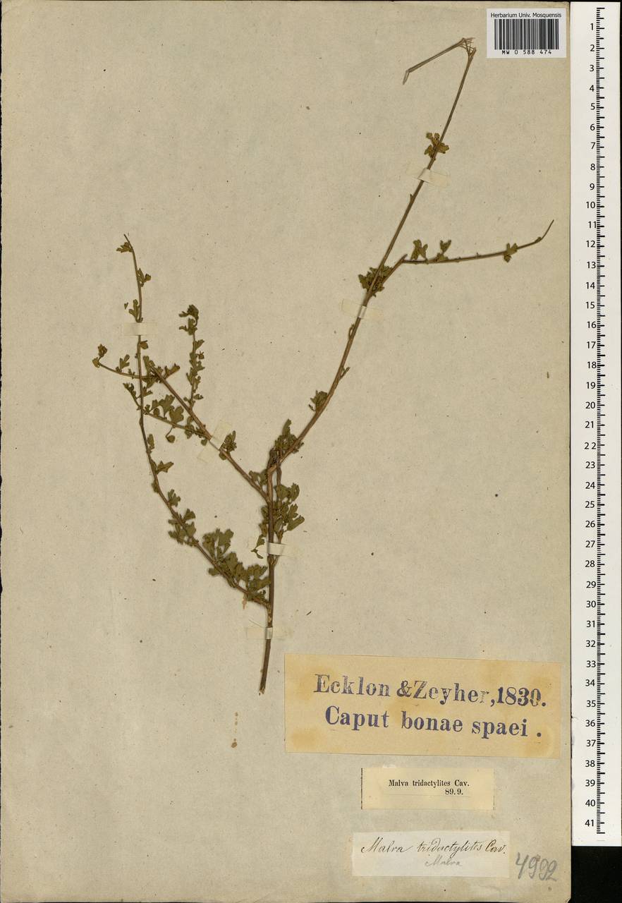 Anisodontea fruticosa (Bergius) D. M. Bates, Африка (AFR) (ЮАР)