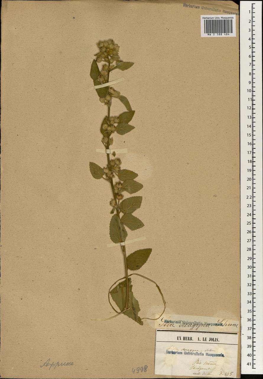 Sida maculata Cav., Африка (AFR) (Гвинея)
